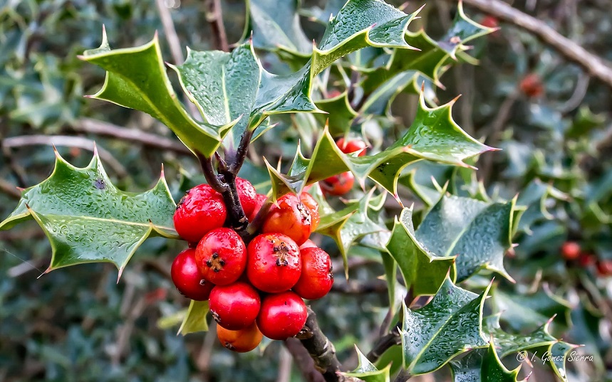 Evergreen holly for front of house landscaping services in Salt Lake City