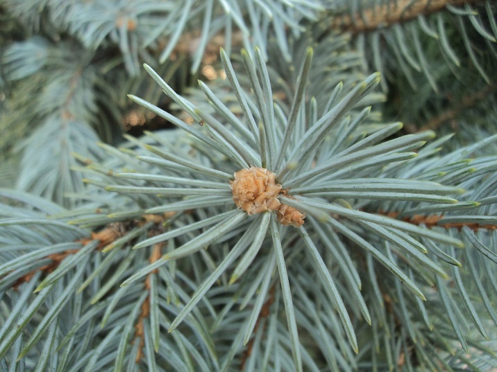 Using blue spruce for landscape design in Utah