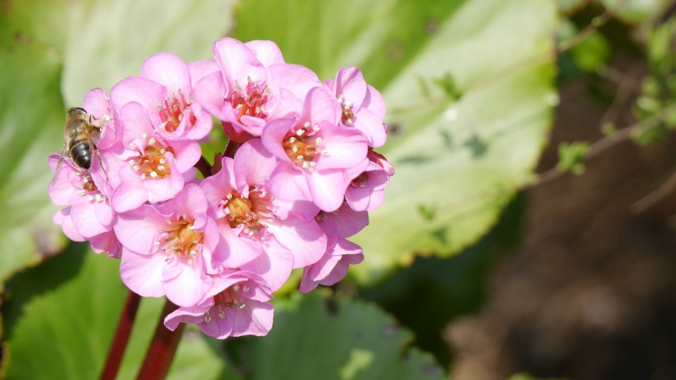 Bergenia for flower bed design service