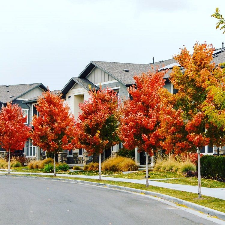 Example of fall landscape services in Salt Lake City
