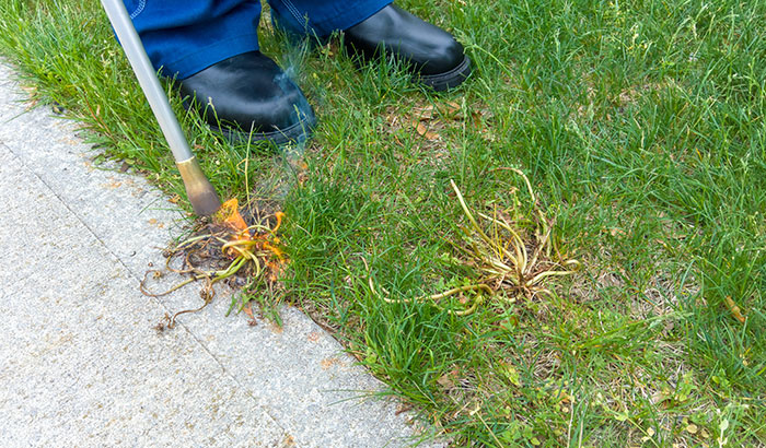 4 Reasons Why Every Property Needs Weed Control