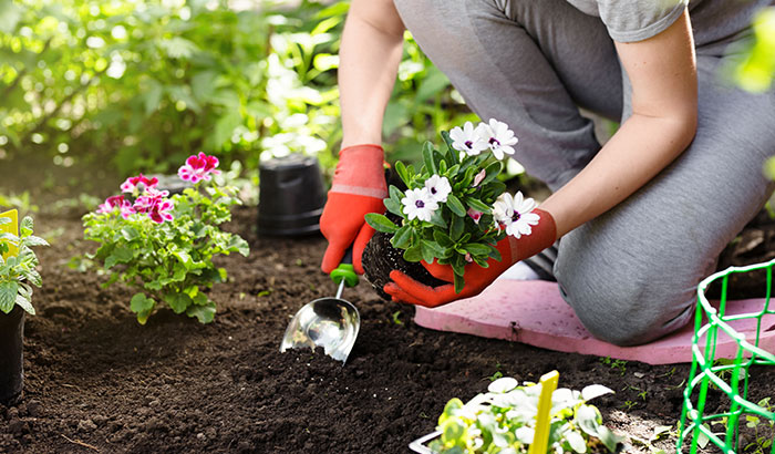 Flower Gardening 101: How to Start a Beautiful Garden?