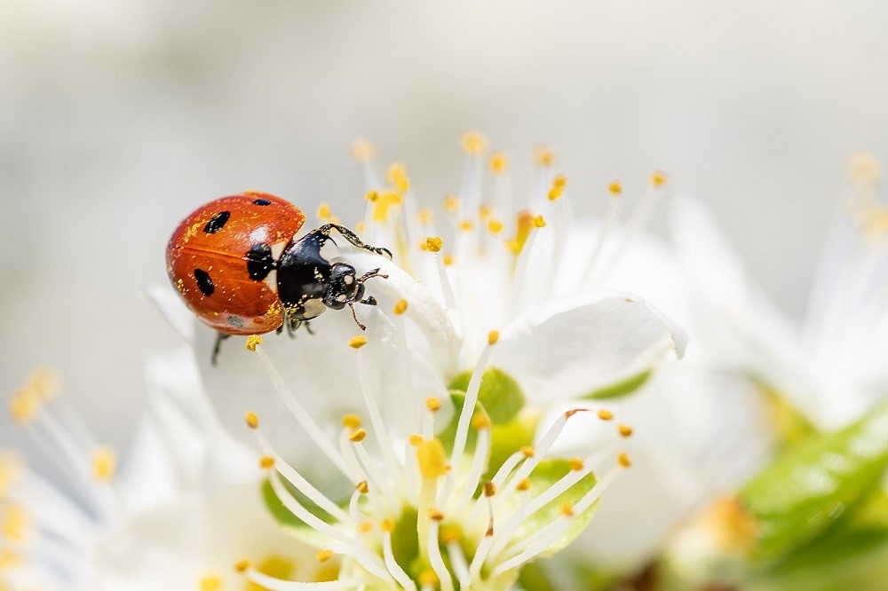 Ladybug for landscape design services Draper